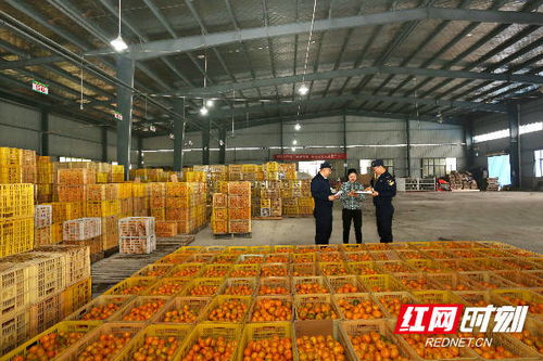 組圖丨長沙海關優服務助力特色農產品柑橘出口 票務服務